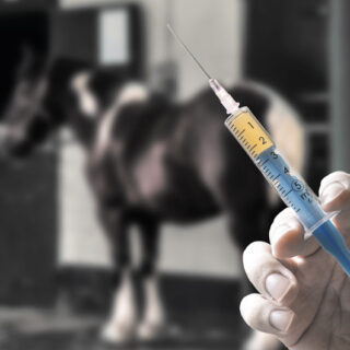 Equine Influenza Vaccination