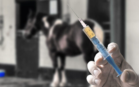 Equine Influenza Vaccination