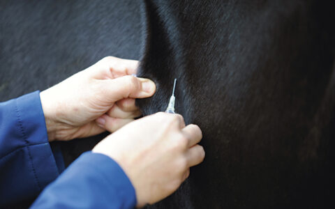 Syringe into horses neck