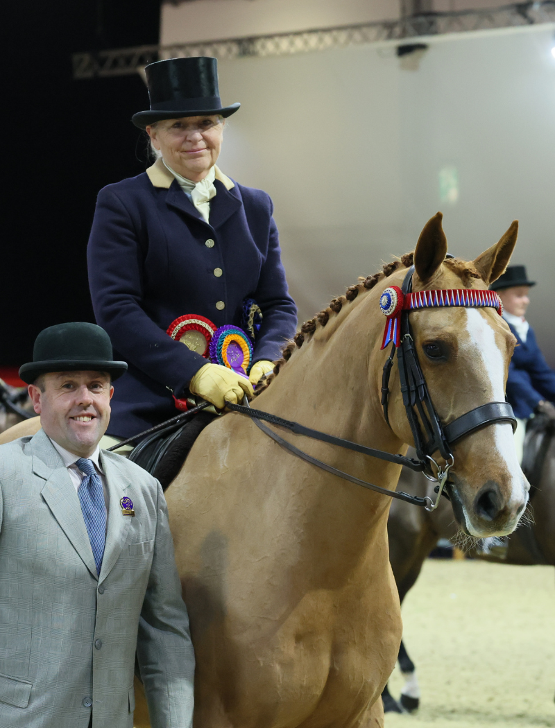 Rising Star Large Hack/Riding Horse Type